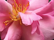 13th Nov 2021 - Exquisite camellia up close