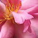 Exquisite camellia up close by congaree