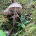Fungi 1 by mariadarby