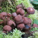 Fungi 2 by mariadarby
