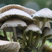 Fungi  3 by mariadarby