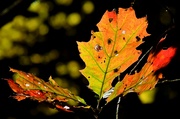 31st Oct 2021 - Leaves and Bokeh