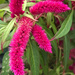 Celosia by mittens