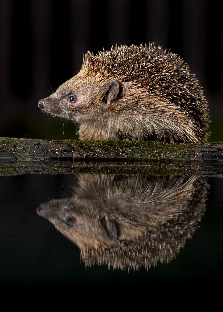 Hedgehog Profile by shepherdmanswife