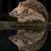 Hedgehog Profile by shepherdmanswife
