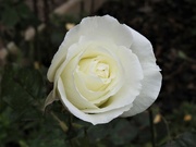 13th Nov 2021 -  Another Late Rose 