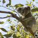 new kindy kids by koalagardens