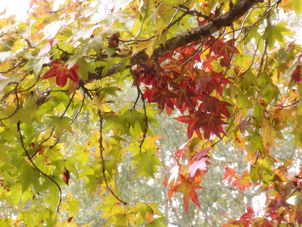 Sweetgum tree leaves... by marlboromaam