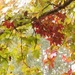 Sweetgum tree leaves... by marlboromaam