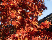 13th Nov 2021 - Autumnal Leaves