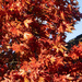 Autumnal Leaves by pcoulson