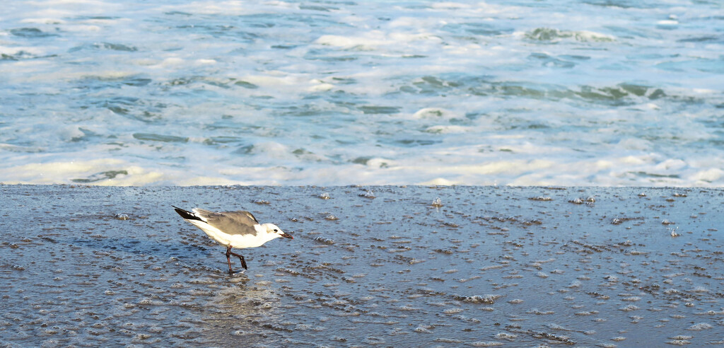Seagull in the Surf by april16