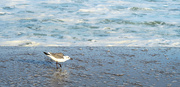 5th Nov 2021 - Seagull in the Surf