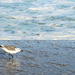 Seagull in the Surf by april16