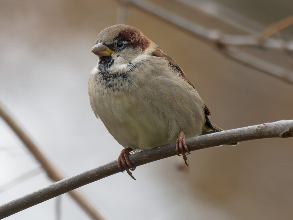 male house sparrow by rminer