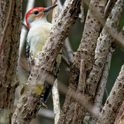 13th Nov 2021 - red-bellied woodpecker