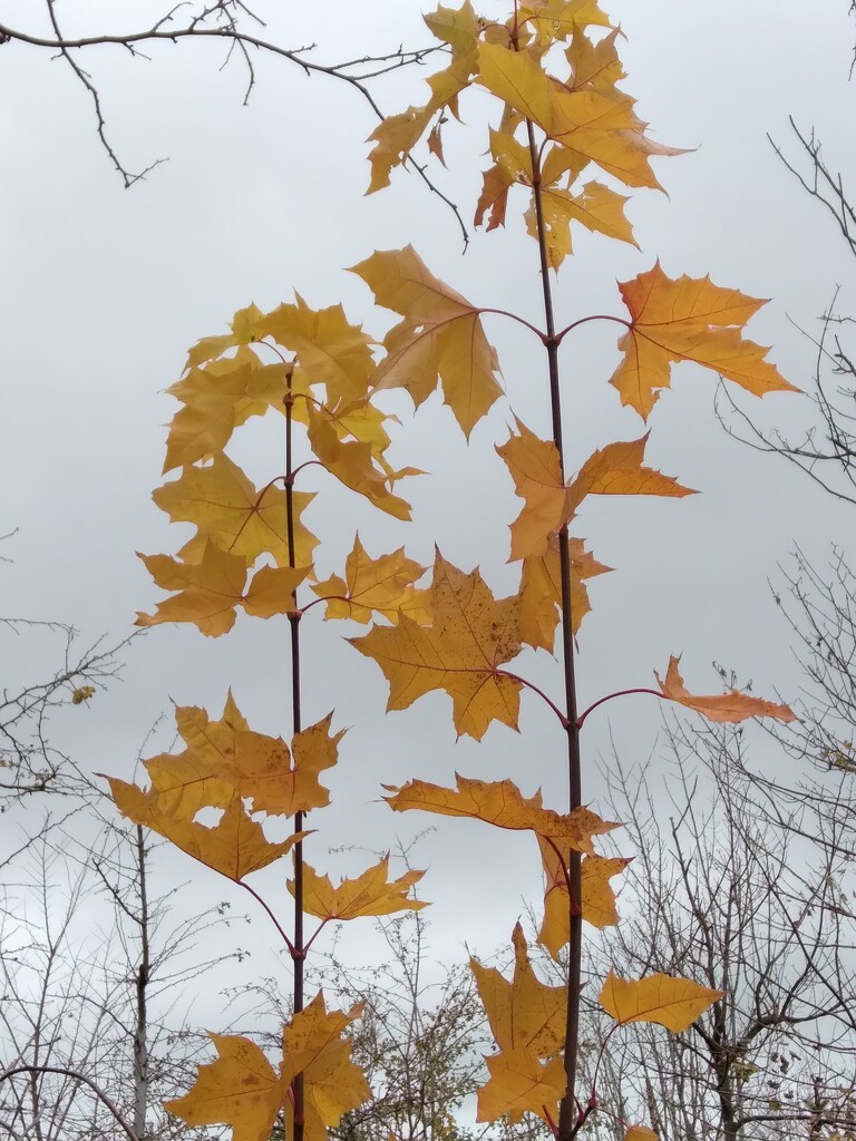 Yellow leaves by redandwhite