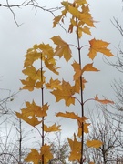 12th Nov 2021 - Yellow leaves
