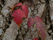 13th Nov 2021 - red leaves