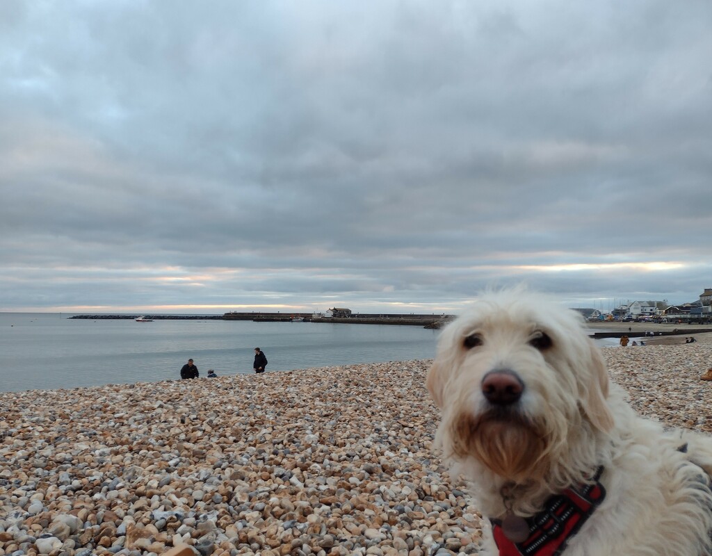 Juno in Lyme Regis by moirab