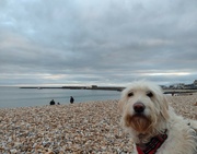 13th Nov 2021 - Juno in Lyme Regis