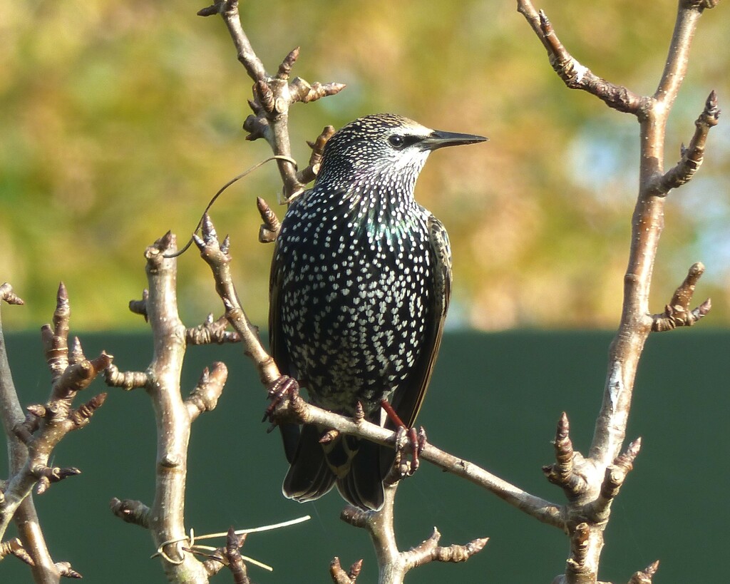 Starling in the sun by jokristina