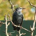 Starling in the sun by jokristina
