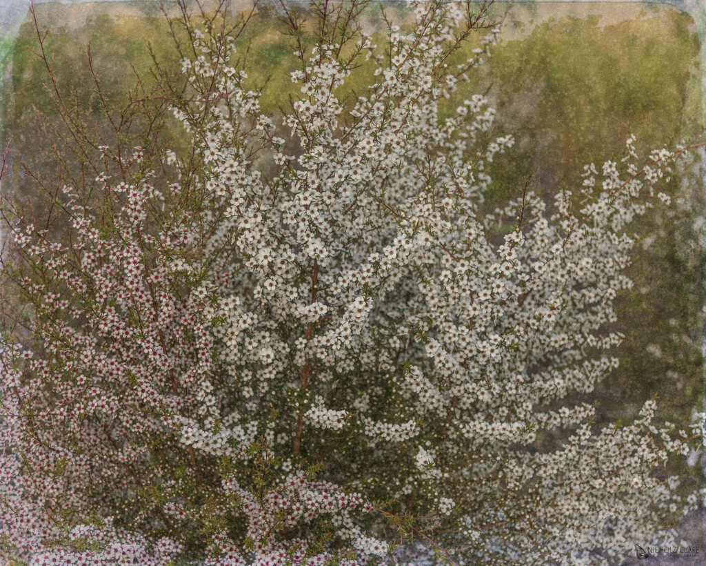 Manuka Smothered in Flowers by nickspicsnz