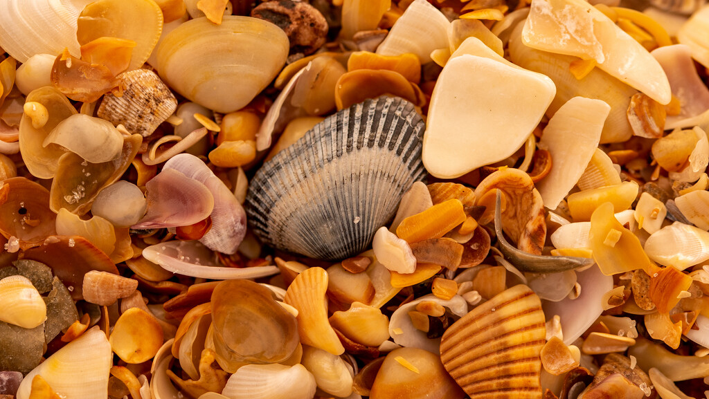 Shells on the Beach! by rickster549