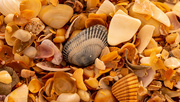13th Nov 2021 - Shells on the Beach!