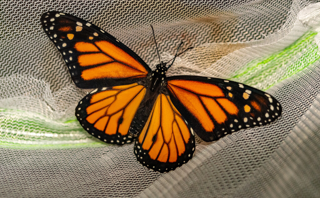Brand New Monarch Butterfly! by rickster549