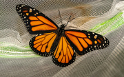 13th Nov 2021 - Brand New Monarch Butterfly!