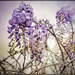 Wisteria with a bit of faffing by ludwigsdiana