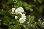 27th Oct 2021 - more white berries