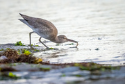 13th Nov 2021 - Willet with a snack