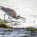 Willet with a snack by nicoleweg