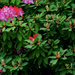 The rhododendrons across the lawn by maggiemae