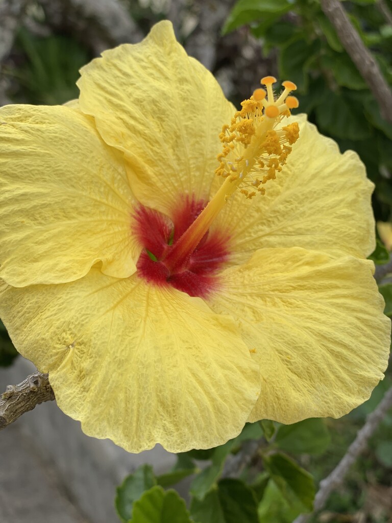 Yellow Hibiscus  by clay88