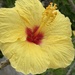 Yellow Hibiscus  by clay88