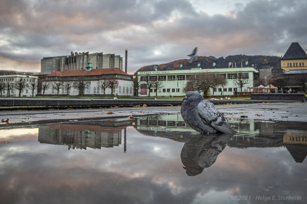 Pigeon in a puddle by helstor365