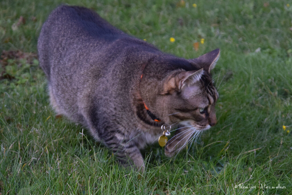 chasing by parisouailleurs