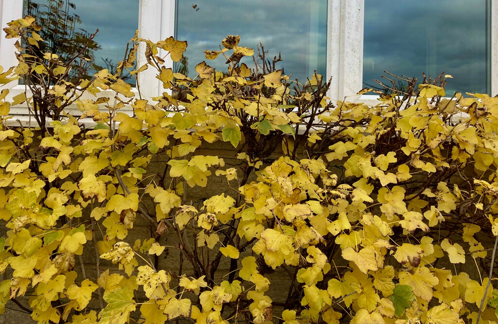 Yellow leaves on red currant by sianharrison