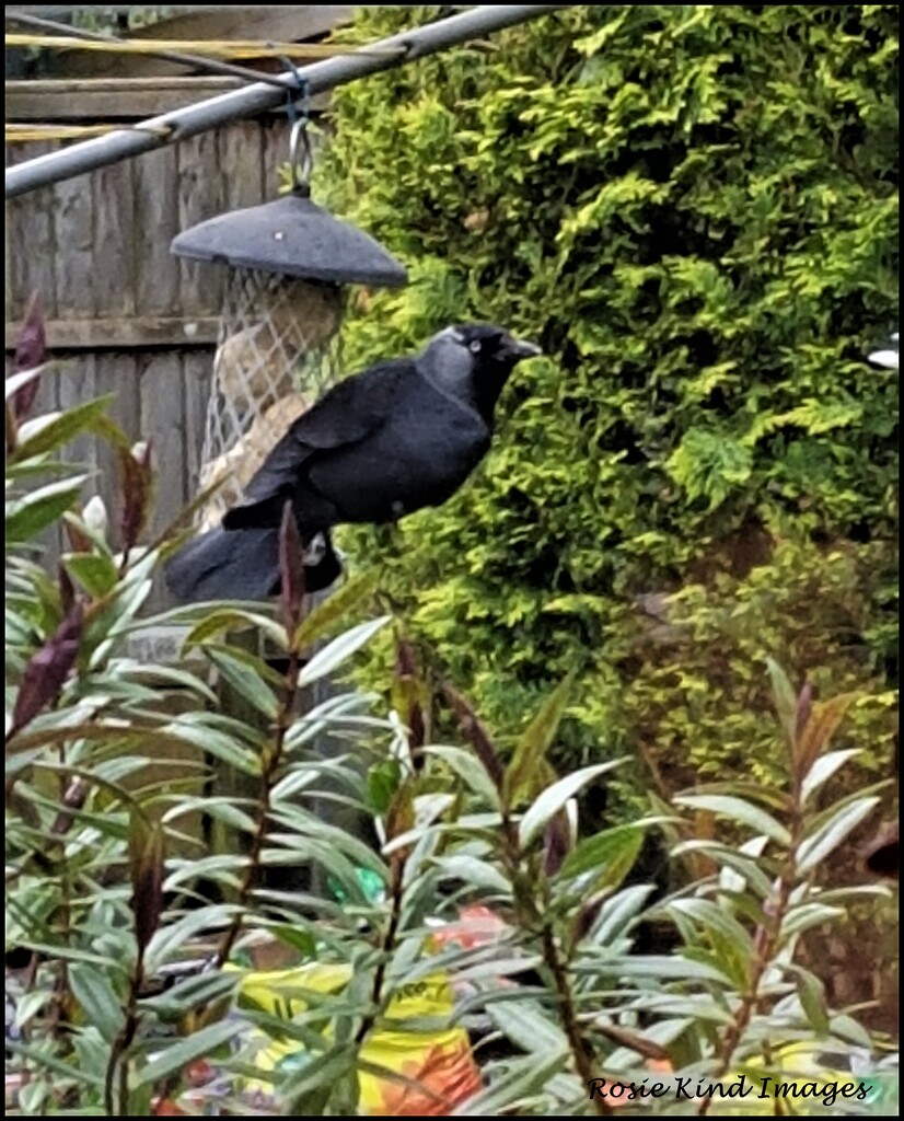 The only time I have had a jackdaw in my garden by rosiekind
