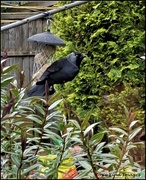 14th Nov 2021 - The only time I have had a jackdaw in my garden