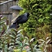 The only time I have had a jackdaw in my garden by rosiekind