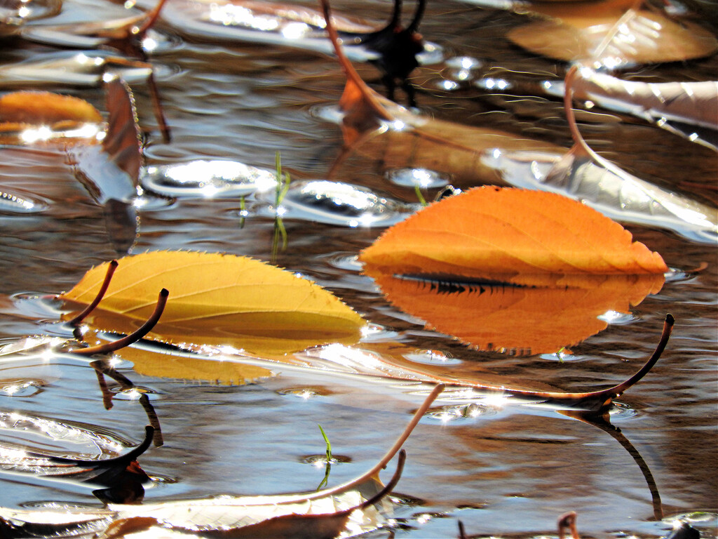Fall Leaf Reflections by seattlite