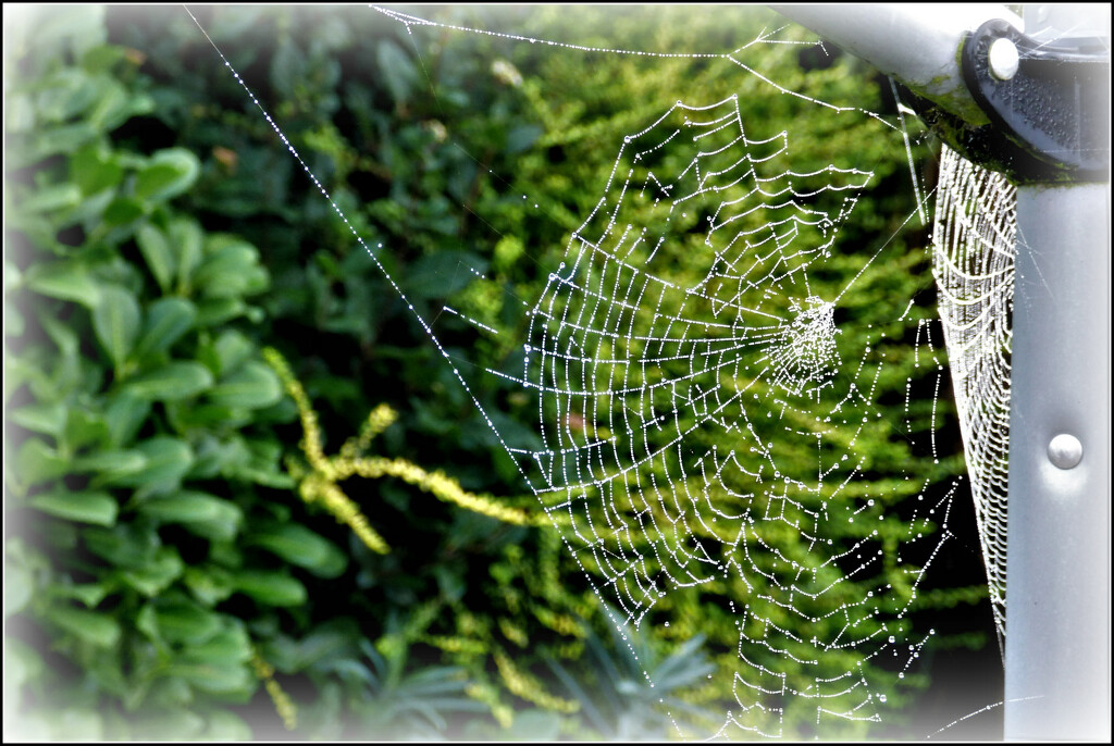 Cobwebs in the garden  by beryl