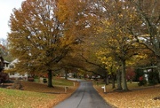 14th Nov 2021 - Tree lined street