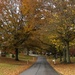 Tree lined street by mittens