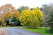 14th Nov 2021 - Changing Colours